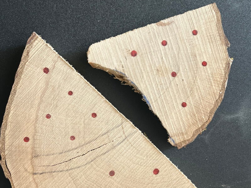 Plaque de bois de charme avec des points qui positionnent l'emplacement des boules et des repère pour éviter les fissures